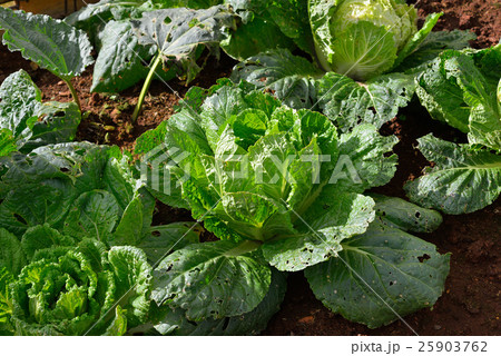 Close up of fresh cabbage in the garden 25903762