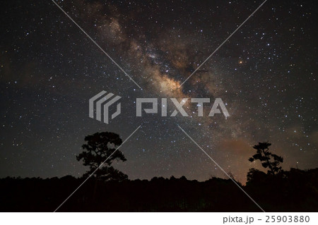 Milky Way Galaxy and Silhouette of Tree with cloud 25903880