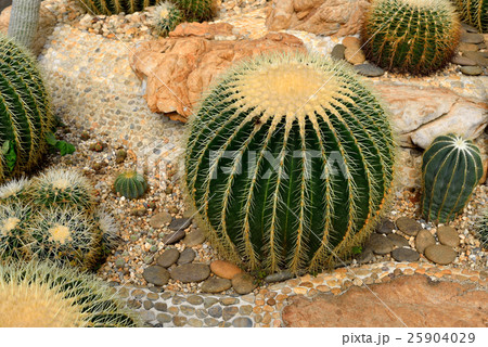 The beautiful big cactus in botanical garden The beautiful big cactus in botanical garden 25904029