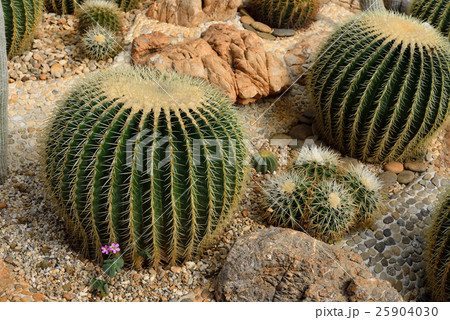 The beautiful big cactus in botanical garden The beautiful big cactus in botanical garden 25904030