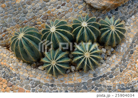 The beautiful big cactus in botanical garden 25904034