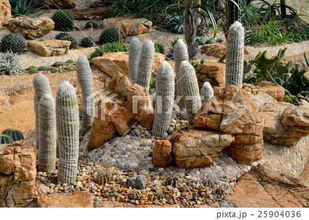 The beautiful big cactus in botanical garden 25904036