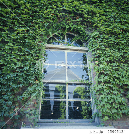 ツタが多い茂った洋館の格子窓 ツタが多い茂った洋館の格子窓 25905124