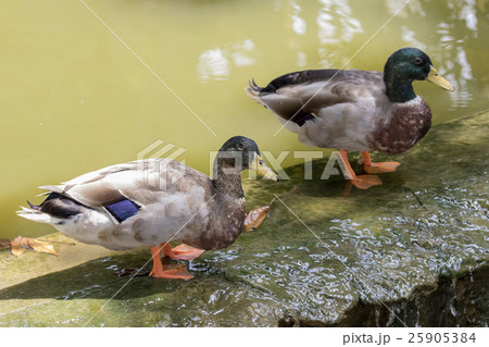 Image of male mallard ducks (Anas platyrhynchos) 25905384