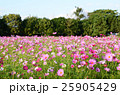コスモスの花畑 25905429