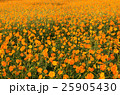 キバナコスモスの花畑 25905430