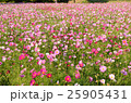 コスモスの花畑 25905431