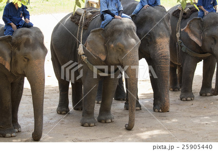 Image of elephant and mahout on nature background 25905440