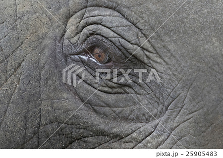 Close-up of an asian elephant's eye and face Close-up of an asian elephant's eye and face 25905483