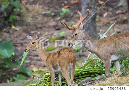 Image of a sambar deer munching grass  25905488