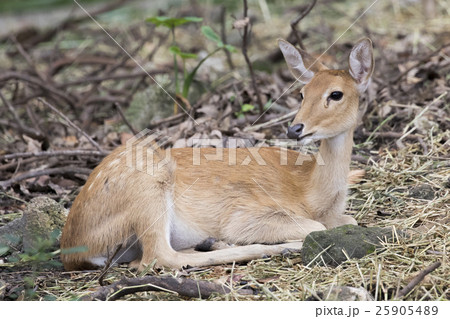 Image of young sambar deer relax on the ground. Image of young sambar deer relax on the ground. 25905489