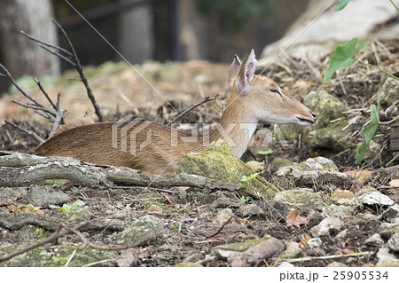 Image of young sambar deer relax on the ground. Image of young sambar deer relax on the ground. 25905534