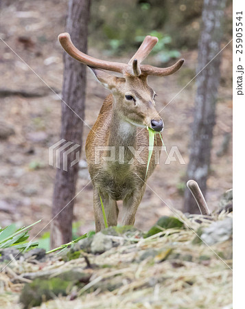 Image of young sambar deer on nature background. 25905541