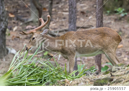 Image of a sambar deer munching grass. 25905557