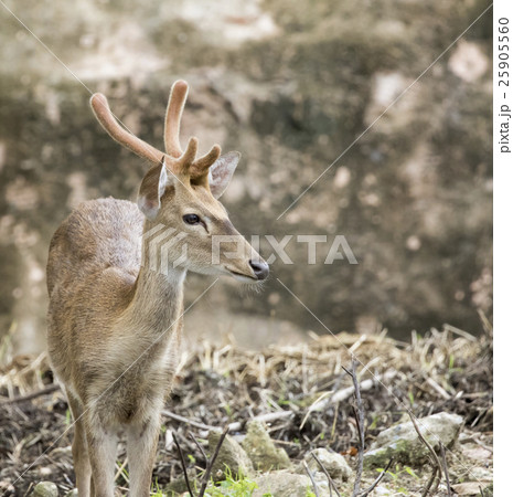 Image of young sambar deer on nature background. Image of young sambar deer on nature background. 25905560