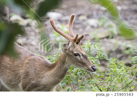 Image of young sambar deer on nature background. 25905563