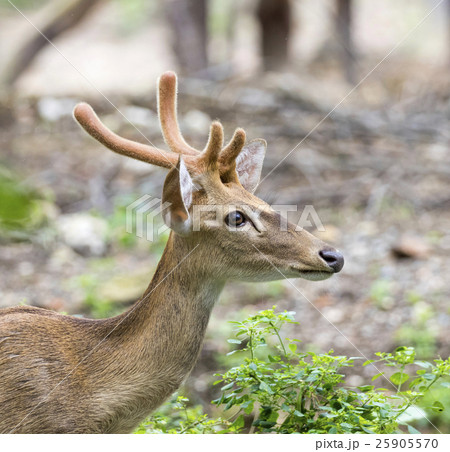 Image of young sambar deer on nature background. Image of young sambar deer on nature background. 25905570