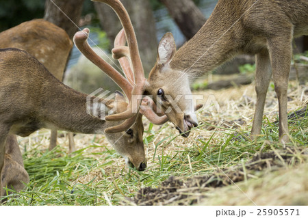 Image of young sambar deer on nature background. Image of young sambar deer on nature background. 25905571