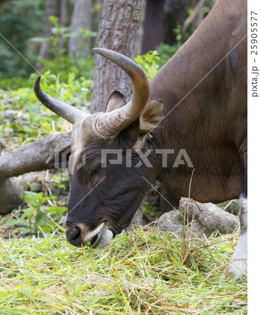 Image of a brown bull on nature background. 25905577