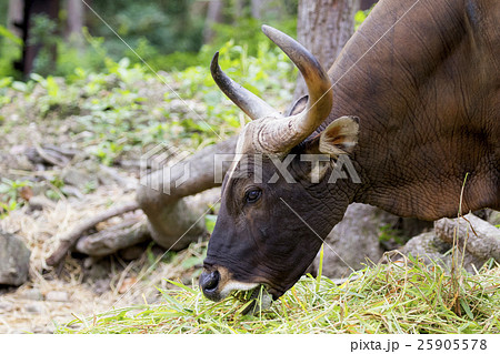 Image of a brown bull on nature background. Image of a brown bull on nature background. 25905578
