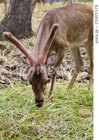 Image of a sambar deer munching grass. Image of a sambar deer munching grass. 25905579
