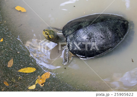 Image of an eastern chicken turtle in pond. Image of an eastern chicken turtle in pond. 25905622