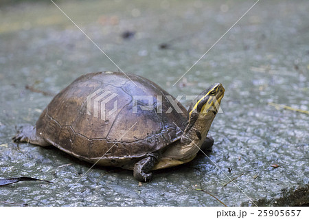 Image of an eastern chicken turtle in thailand Image of an eastern chicken turtle in thailand 25905657