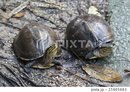 Image of an eastern chicken turtle in thailand 25905663