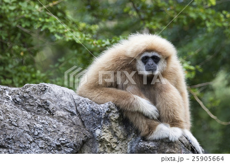 Image of a gibbon sitting on rocks 25905664