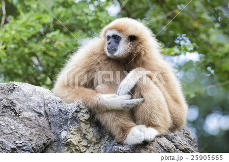 Image of a gibbon sitting on rocks 25905665
