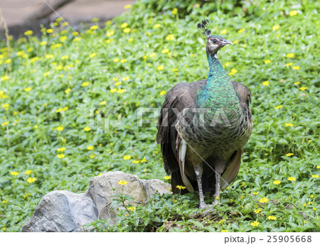 Image of a beautiful peacock on nature background. Image of a beautiful peacock on nature background. 25905668