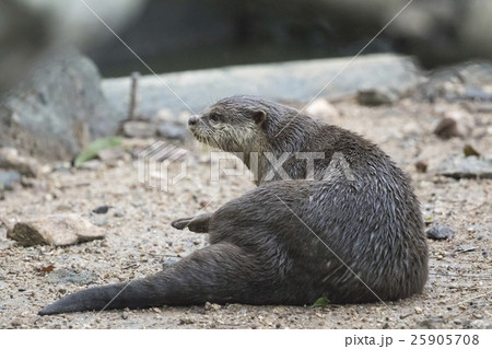 Image of a otter on nature background. 25905708