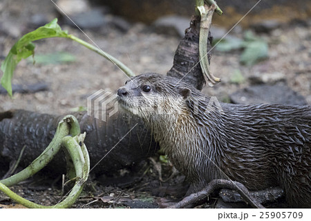 Image of a otter on nature background. 25905709