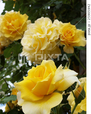 しっとり黄色のバラの花 しっとり黄色のバラの花 25905942