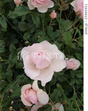 バラ公園一番可愛い薔薇のつぼみの写真素材