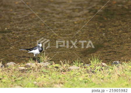 セグロセキレイ 25905982