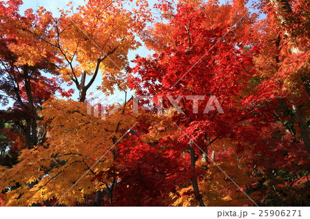 須磨寺の紅葉 25906271