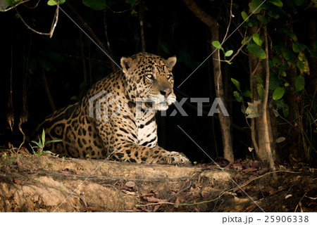 Jaguar lying on earth bank in trees 25906338