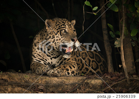 Jaguar lying on earth bank under trees 25906339