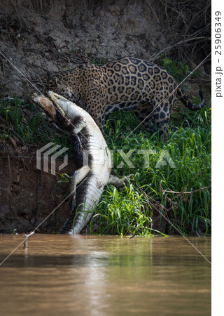 Jaguar pulling yacare caiman out of water 25906349