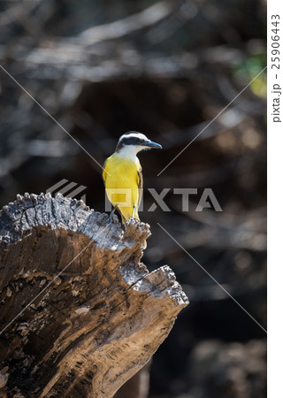 Lesser kiskadee perched on log in sunshine Lesser kiskadee perched on log in sunshine 25906443