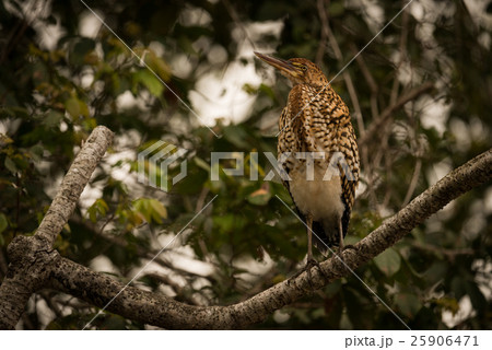 Rufescent tiger heron on branch looking up 25906471