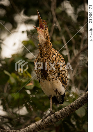 Rufescent tiger heron squawking with open beak 25906475