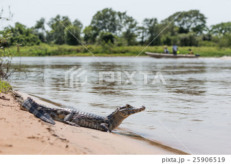 Yacare caiman on beach with passing boat Yacare caiman on beach with passing boat 25906519