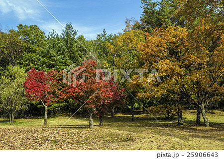 信州 長野県大町市秋の高瀬渓谷緑地公園の写真素材