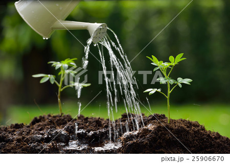 Sprouts watered from a watering can Sprouts watered from a watering can 25906670