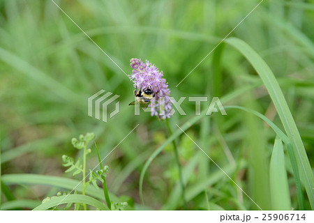 マルハナバチ マルハナバチ 25906714