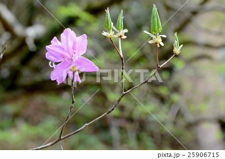 ミツバツツジ ミツバツツジ 25906715