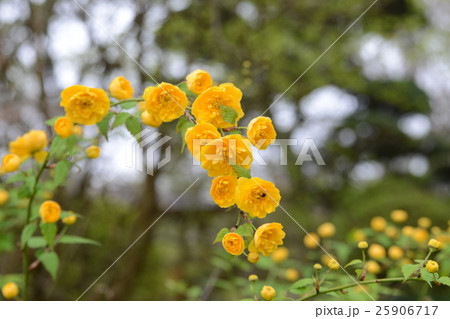 ヤマブキ 25906717