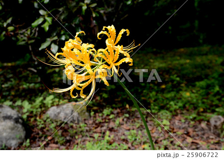 リコリス リコリス 25906722